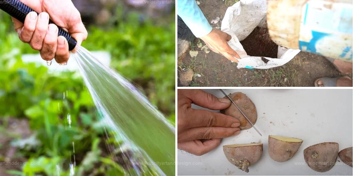 Best Potato Growing Tips