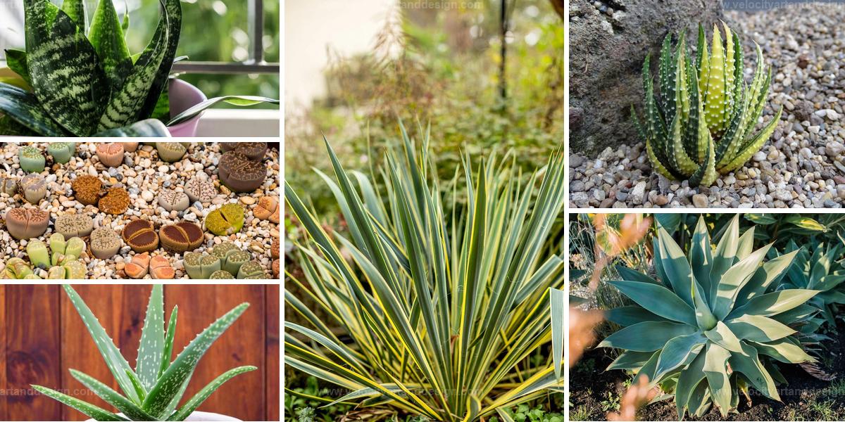 Top Easy-Care Plants