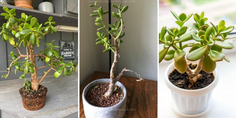 Best Jade Plant Pruning Tips