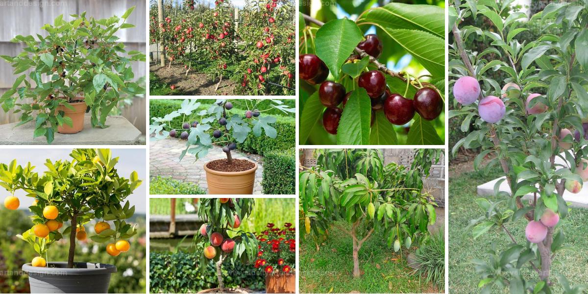 Best Compact Fruit Trees for Small Gardens