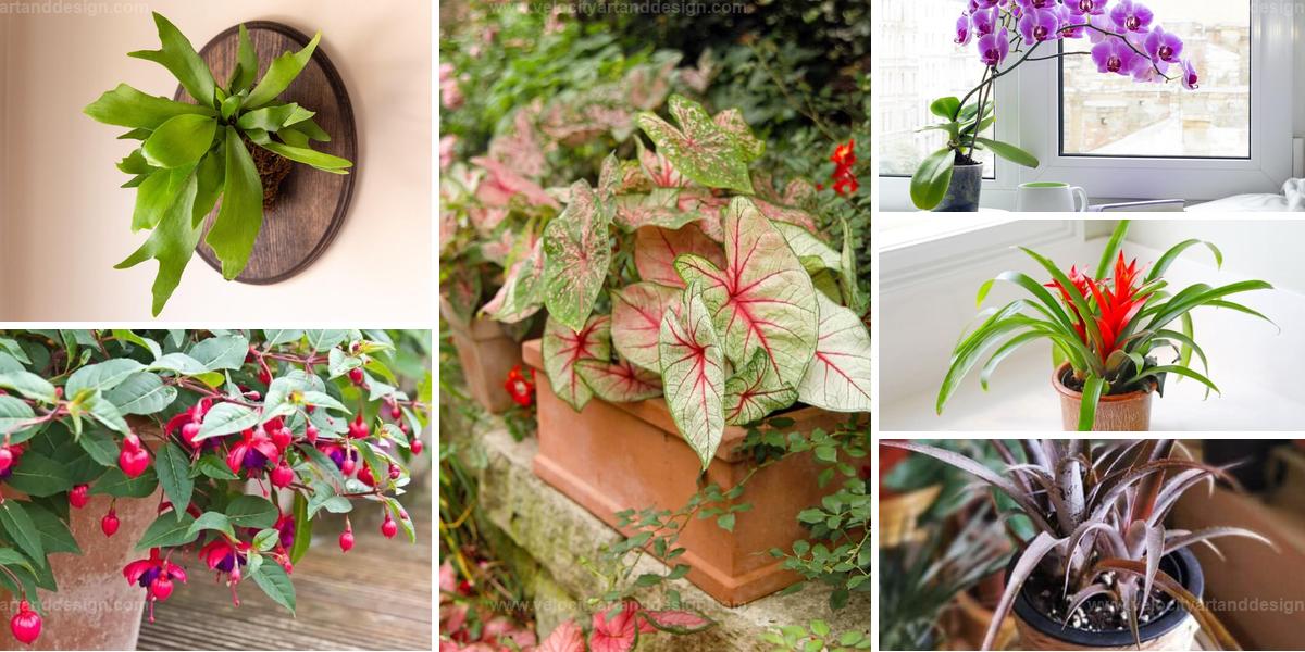 Best South American Houseplants for a Bright Home