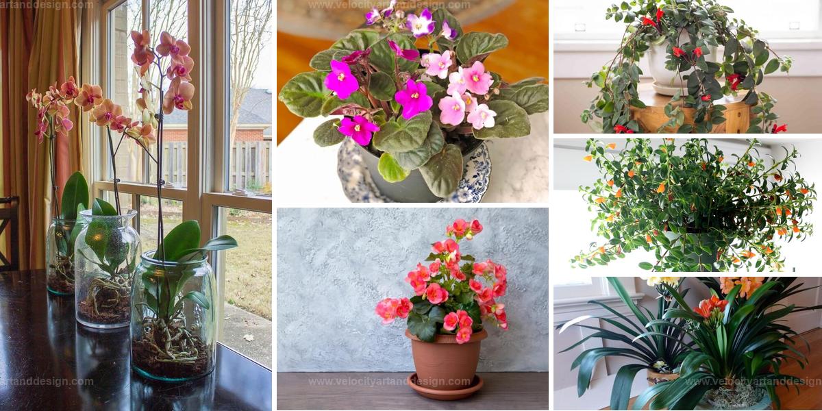 Best Indoor Flowers for Winter Color