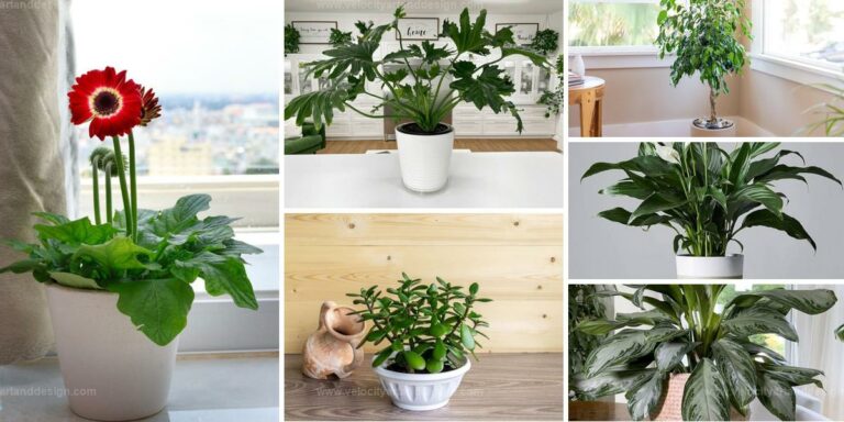 Best Easy-Care Plants for Oxygen Boost