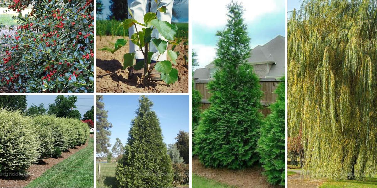 Best Fast-Growing Trees