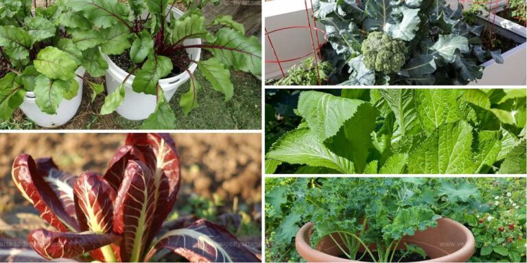 Best Green Summer Vegetables For Containers