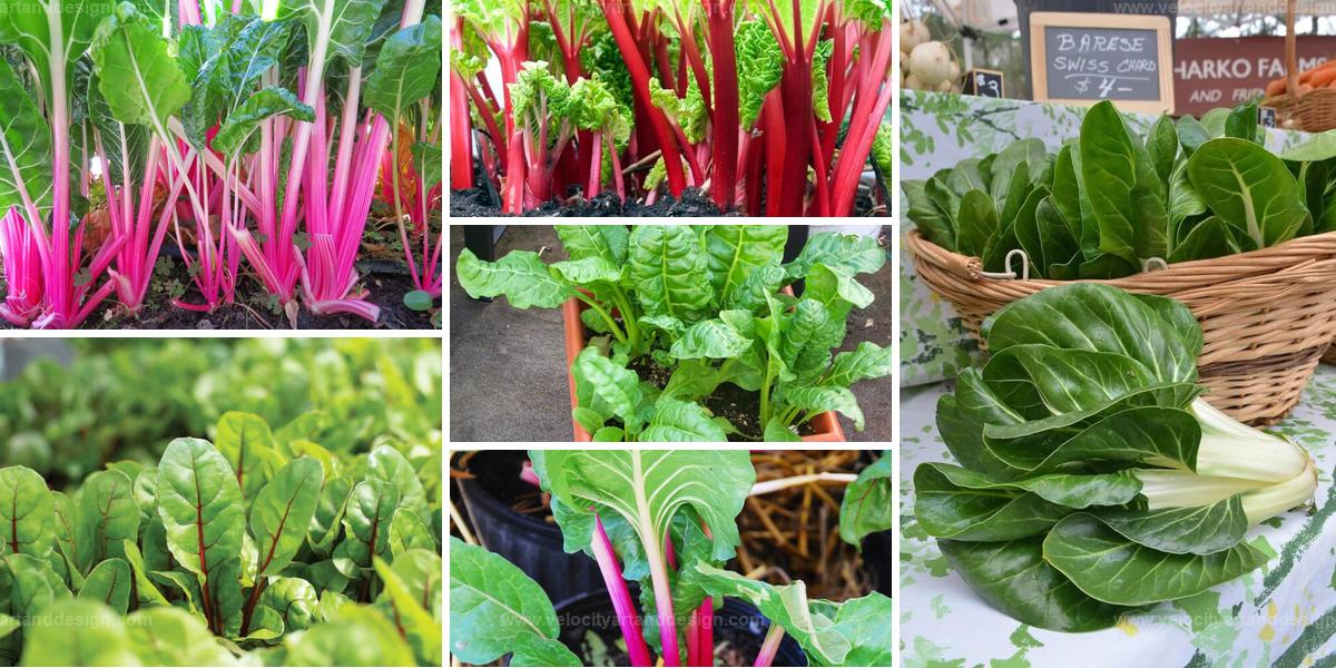 Best Chard Varieties