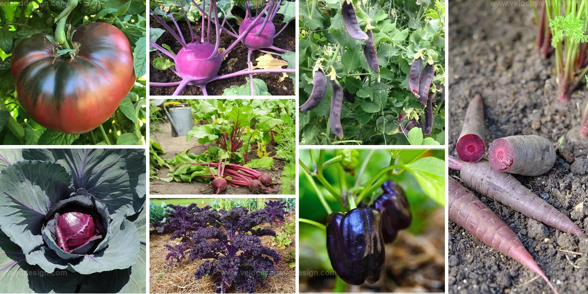 Top Easy-to-Grow Purple Vegetables