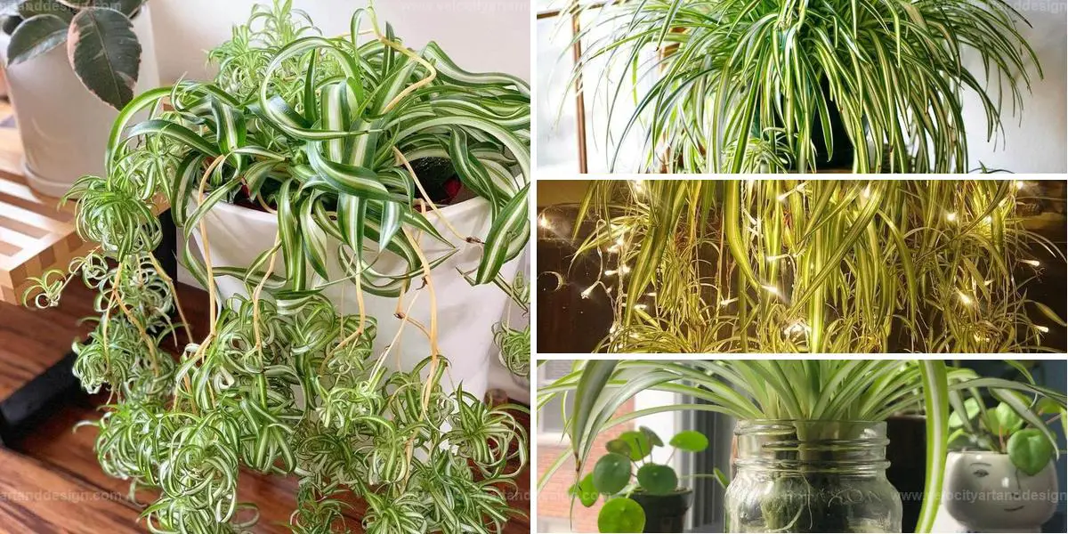 Top Way to Multiply Spider Plants in Water