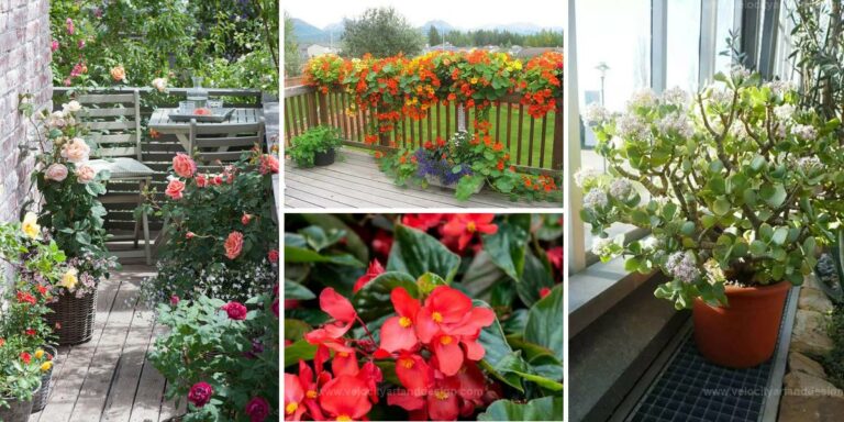 Top Balcony Plants