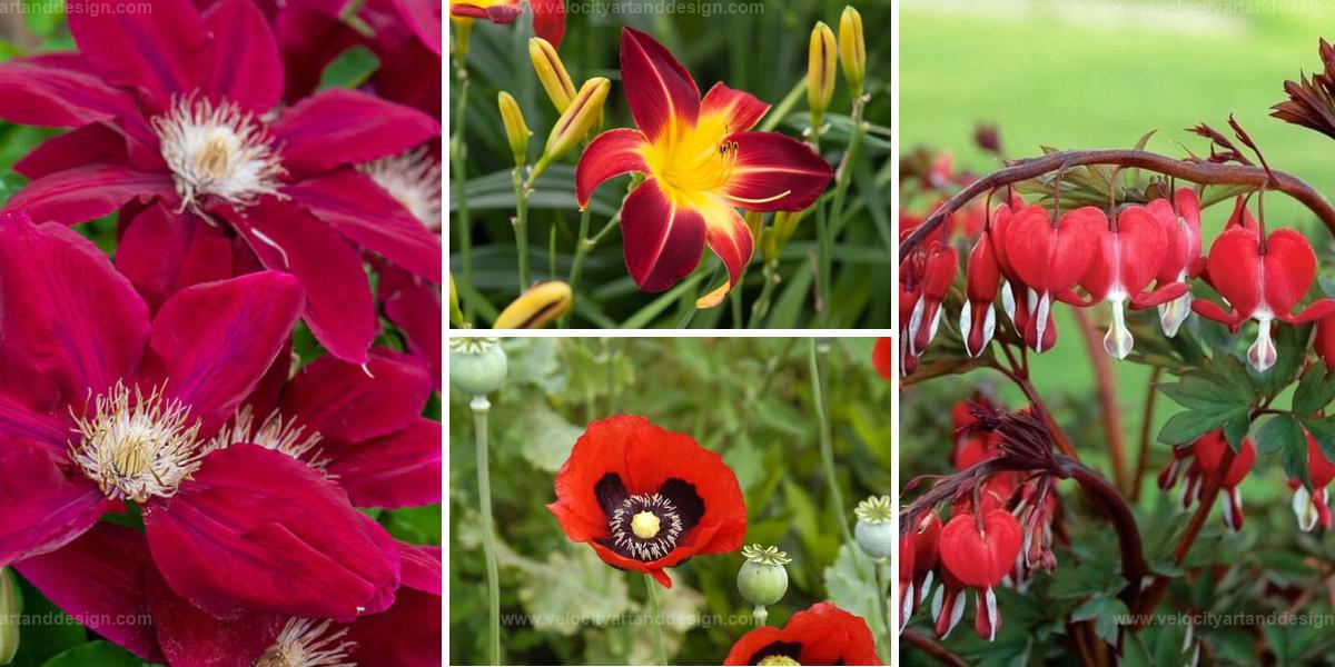 Top Red Perennial Flowers