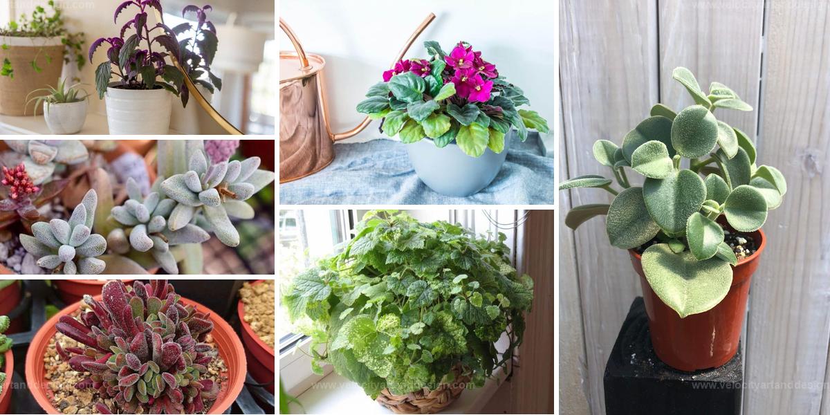 Best Indoor Plants With Soft Leaves