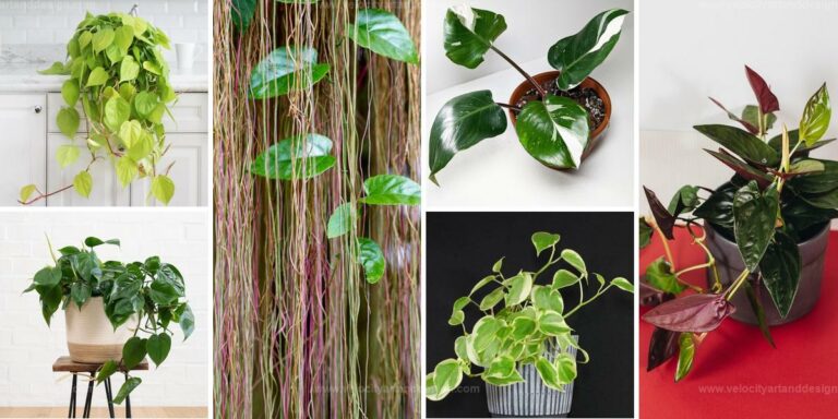 Best Houseplants with Pothos-Like Leaves