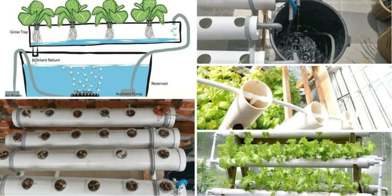 Top Steps to Create a DIY Hydroponic System