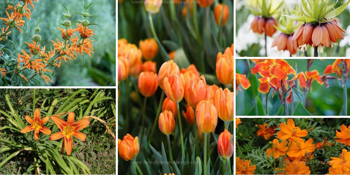 Top Vibrant Orange Flowers