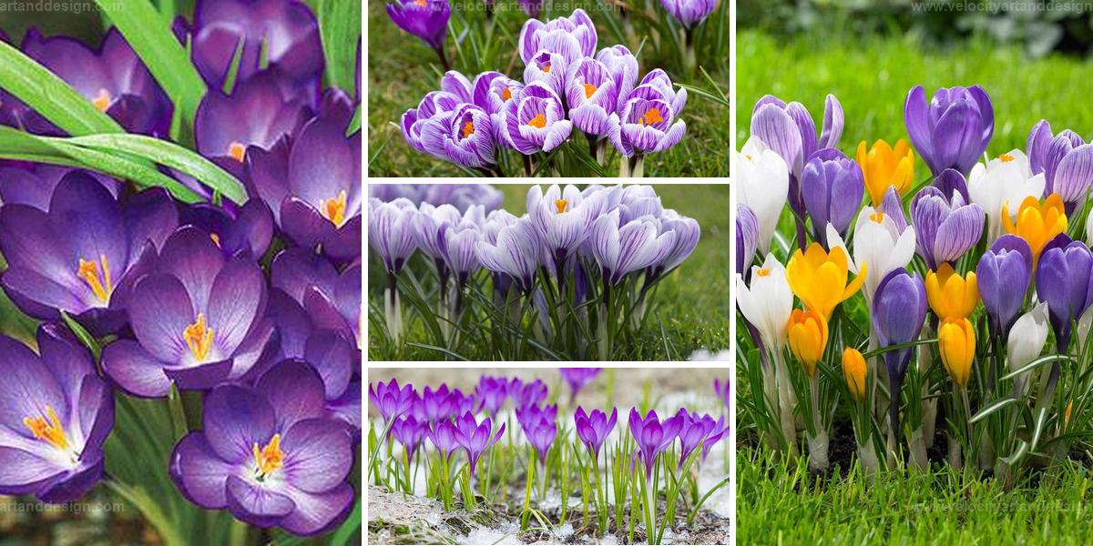 Best Ways to Plant and Enjoy Colorful Crocuses at Home