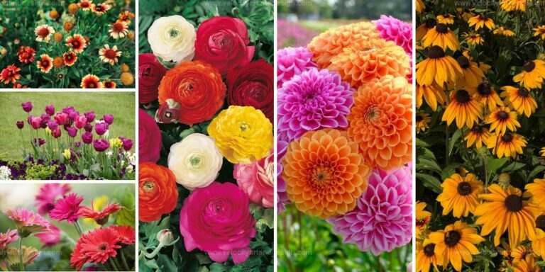 Top Colorful Summer Flowers