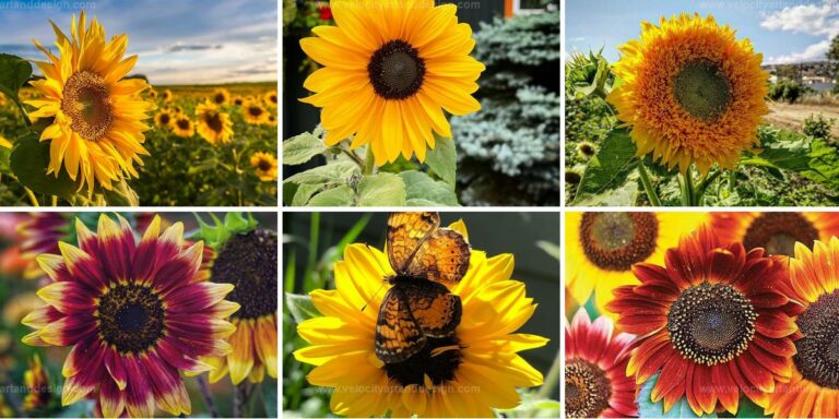 Top Guide to Plant, Grow, and Harvest Sunflowers Like a Pro