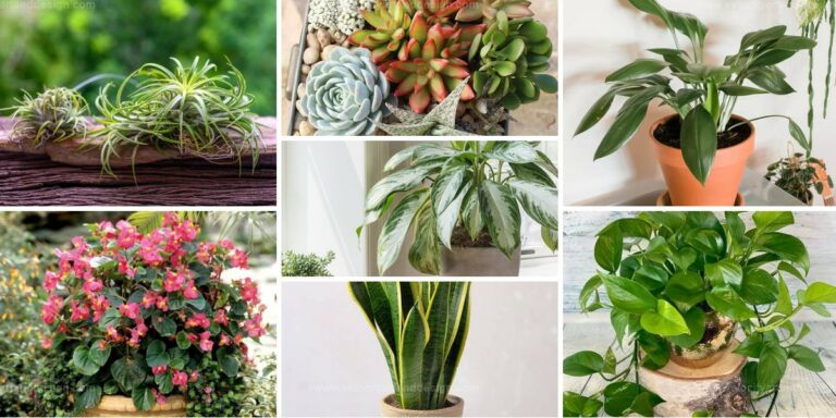 Top Indoor Plants For Neglectful Owners