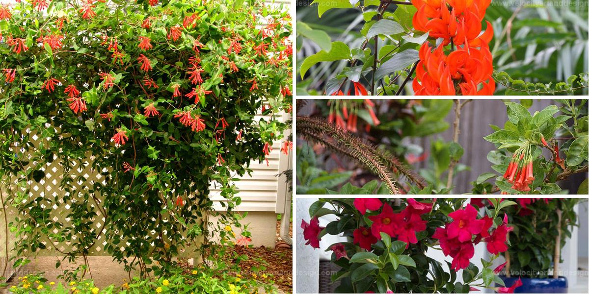 Top Trailing Plants With Red Blooms