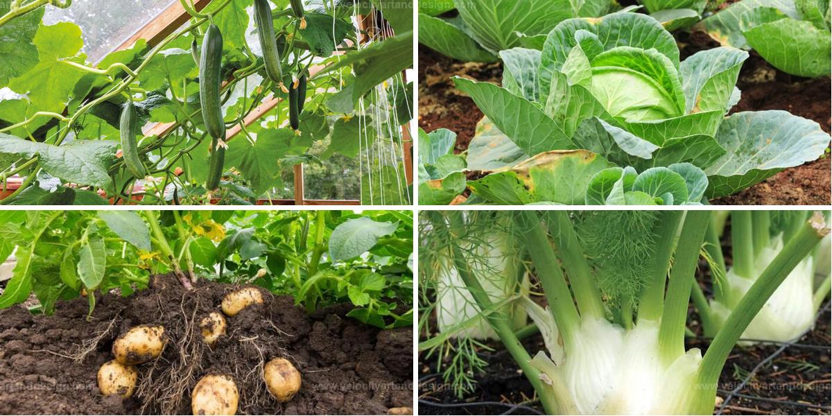 Best Plants to Keep Away from Squash