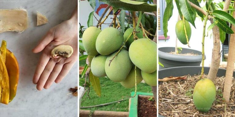 Best Guide to Growing Mango Orchard from Seed