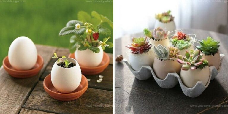 Best Eggshell Planters for Indoor Garden