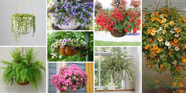 Best Hanging Basket Plants