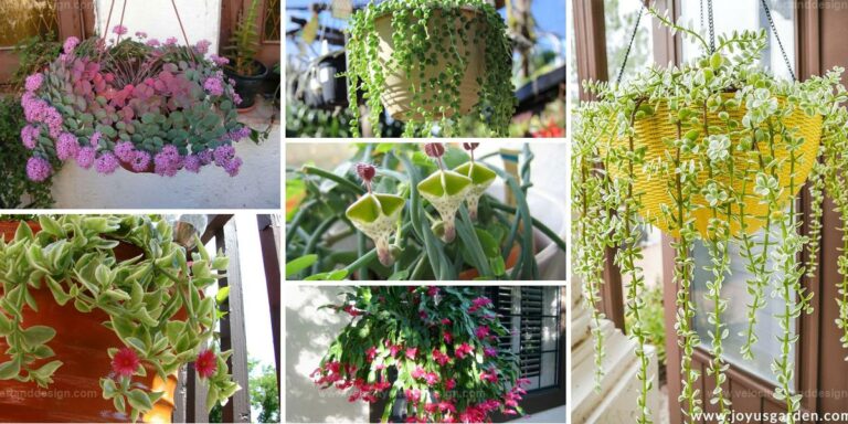 Best Trailing Succulents for Hanging Baskets