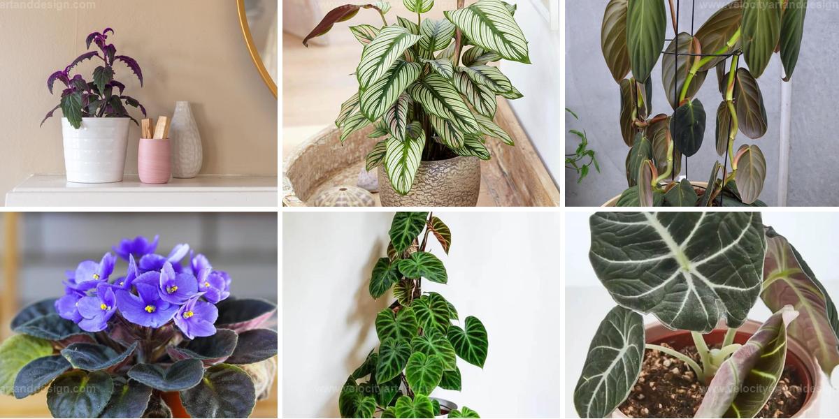 Best Velvet Leaf Houseplants