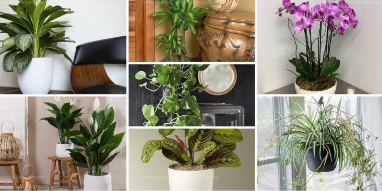 Top Low-Light Houseplants