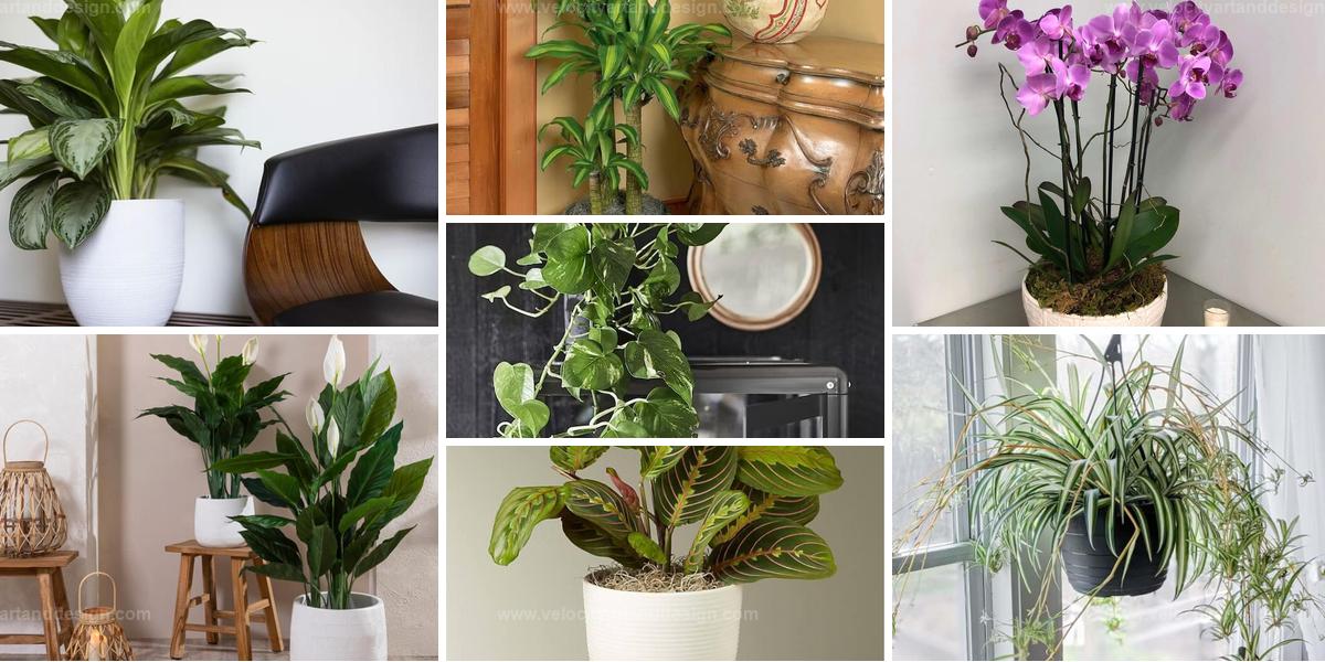 Top Low-Light Houseplants