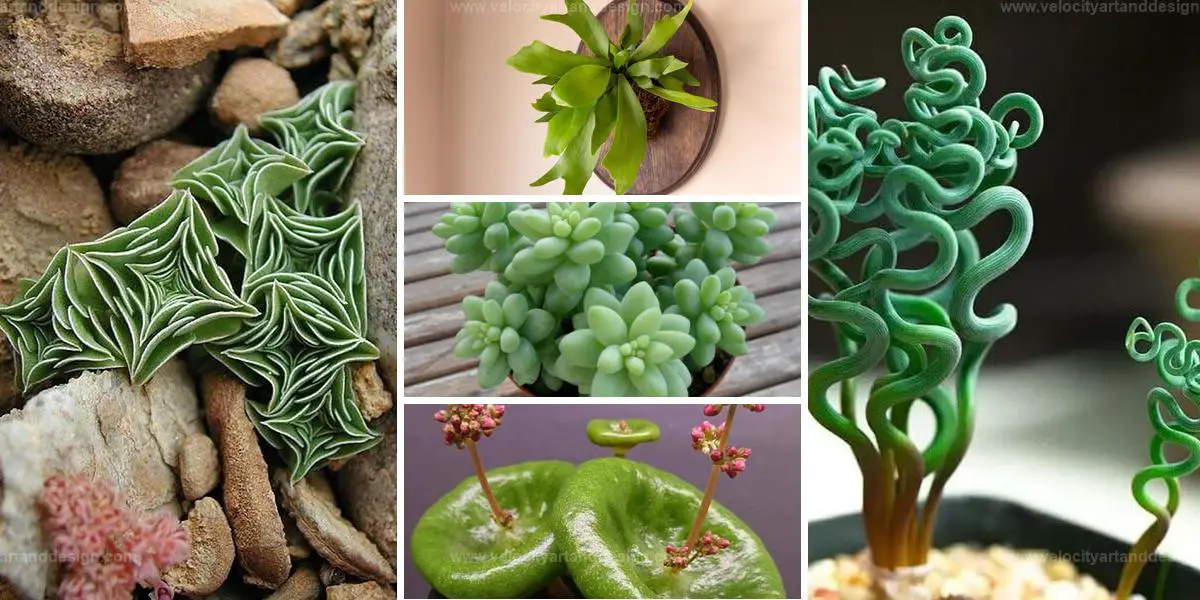 Best Unusual Houseplants