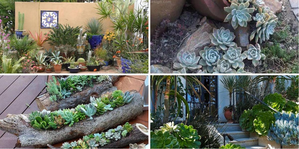 Best Stylish Succulent Porch Gardens for Any Space