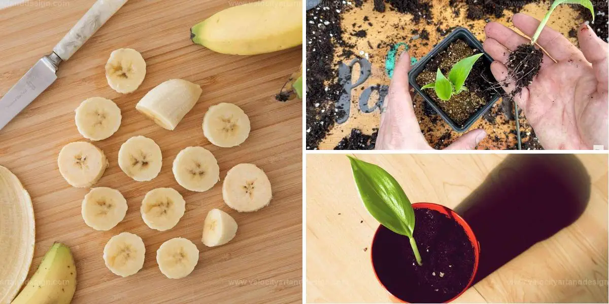 Top Guide to Grow Banana Trees from Seeds