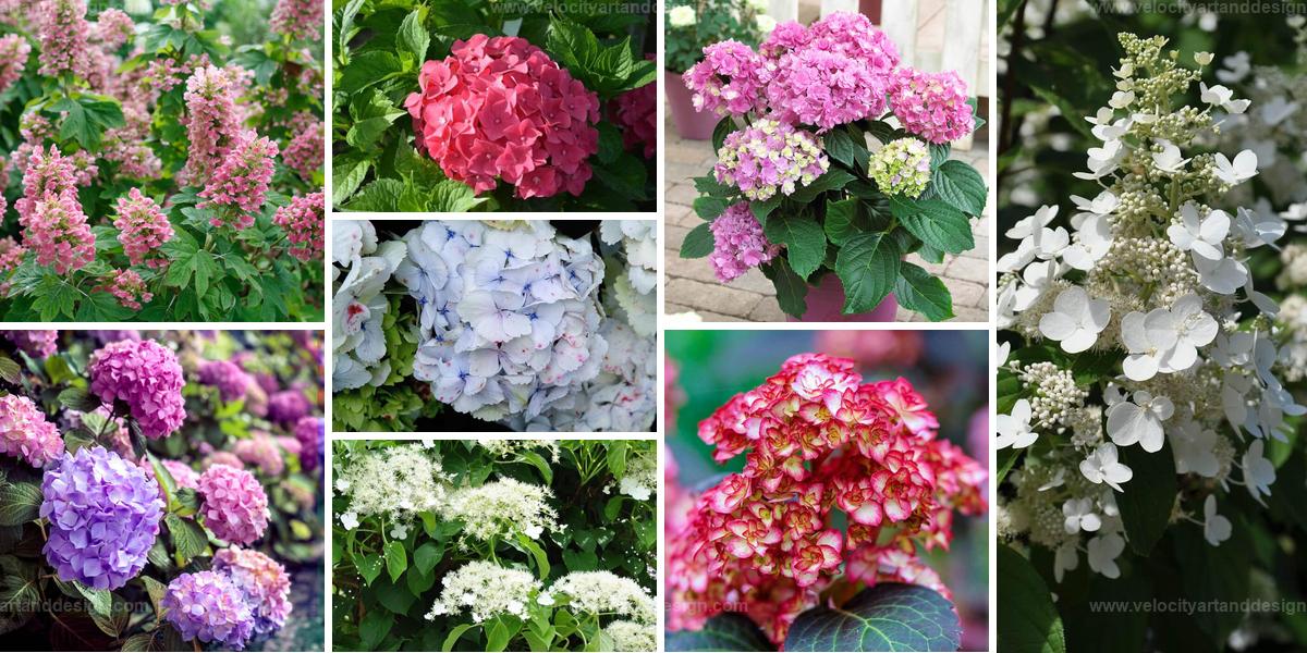 Best Hydrangea Varieties