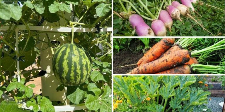 Top Emergency Garden Crops