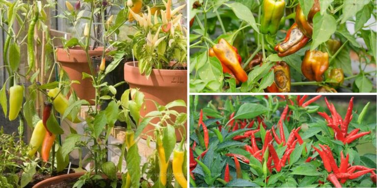 Top Pepper Growing Secrets