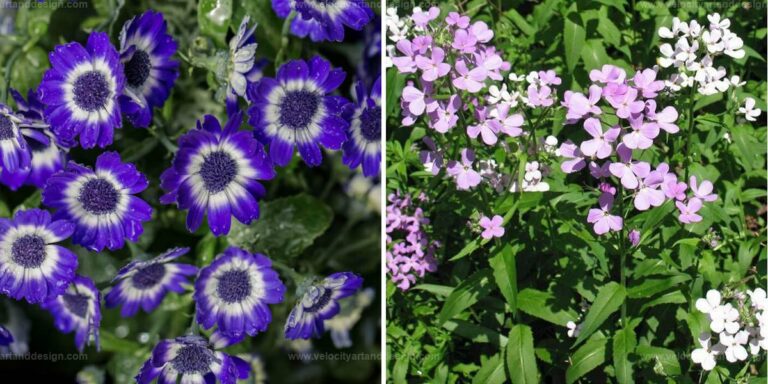 Top White And Purple Flowers