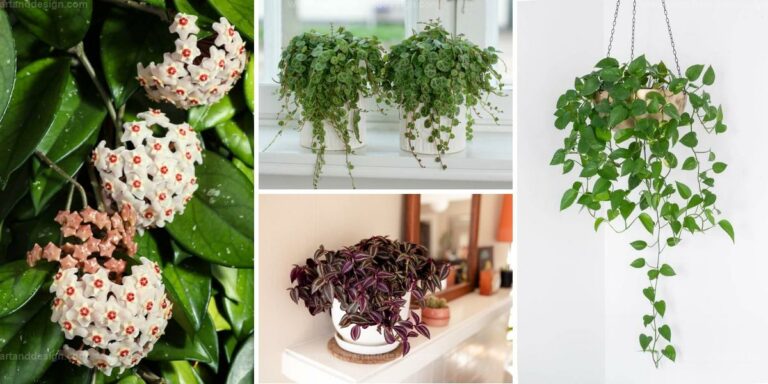 Best Vining Plants for Home Decor