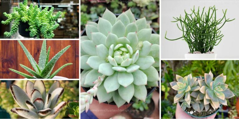 Top Green Succulents