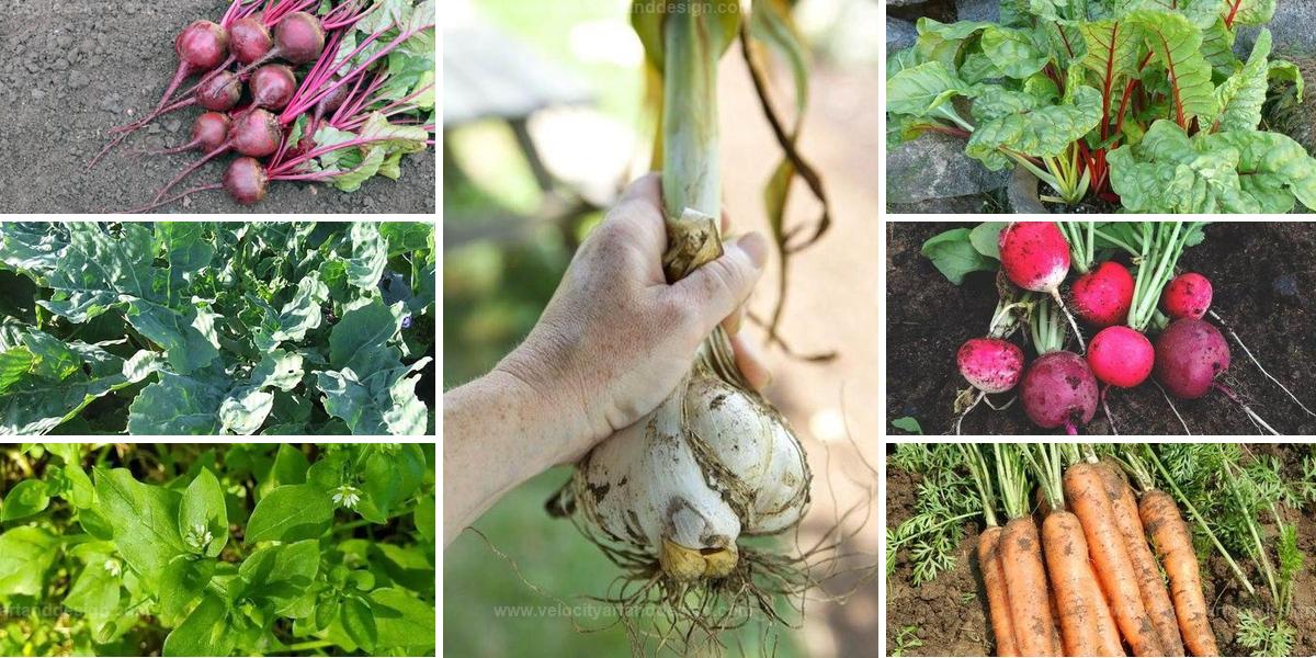 Top High-Yielding Vegetables