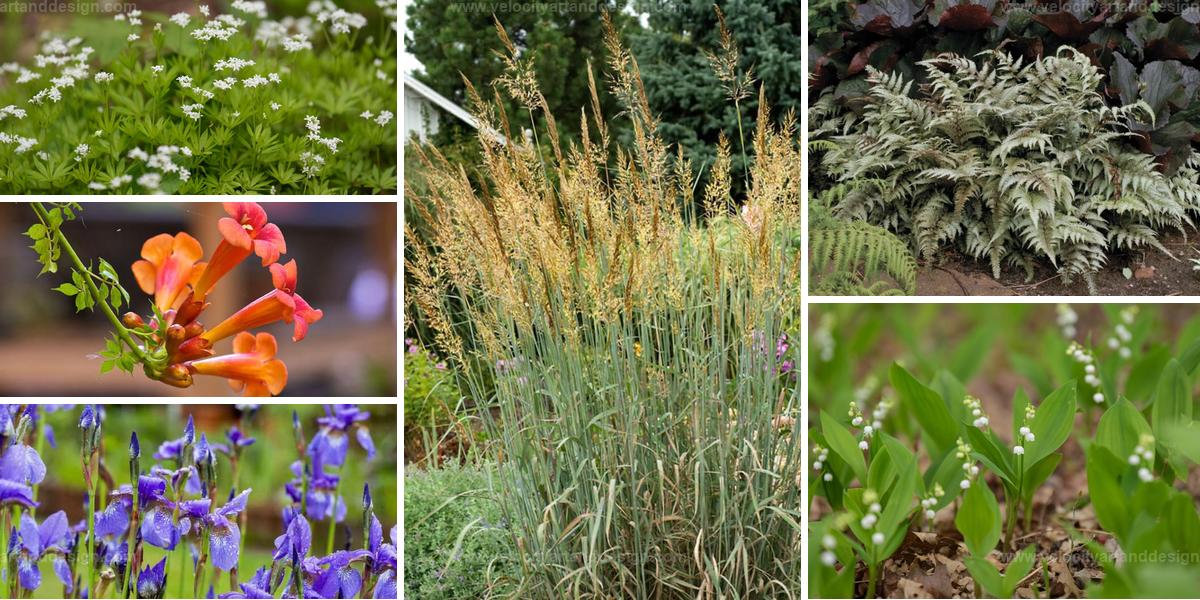 Top Moisture-Loving Plants