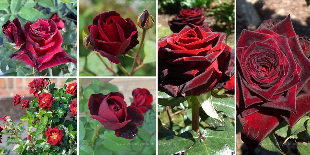 Best Elegant Black Roses for Garden