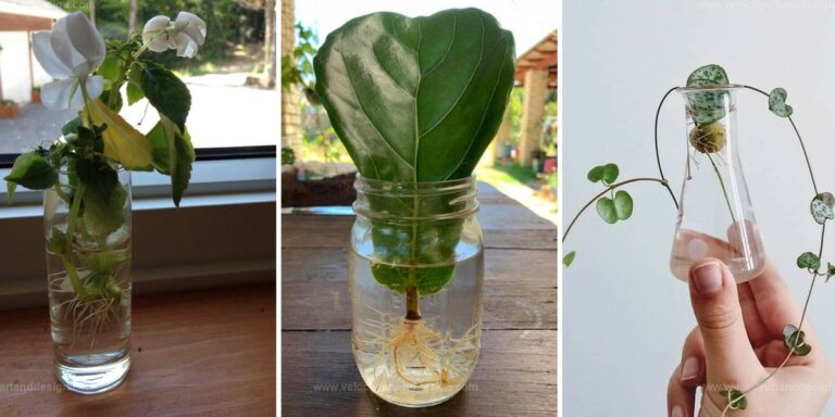 Top Easy Water Propagation Plants