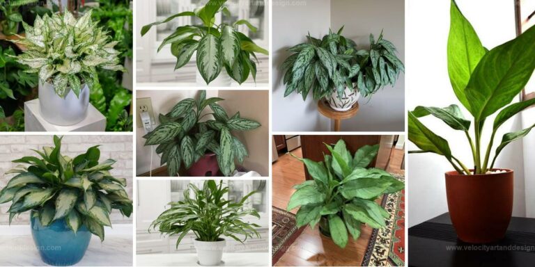 Top Chinese Evergreen Types