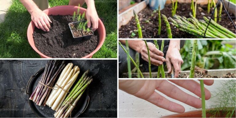 Top Guide to Mastering Perennial Asparagus in Containers