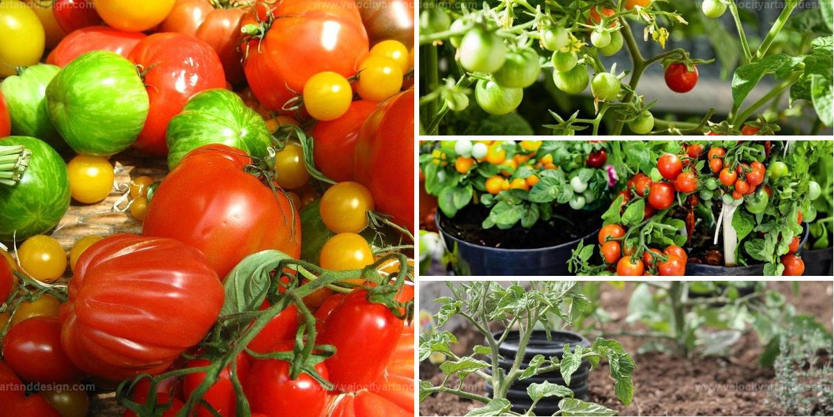 Top Key Tips for Container Tomatoes