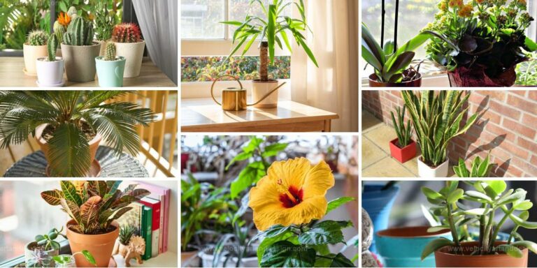 Best Sunlight-Tolerant Houseplants