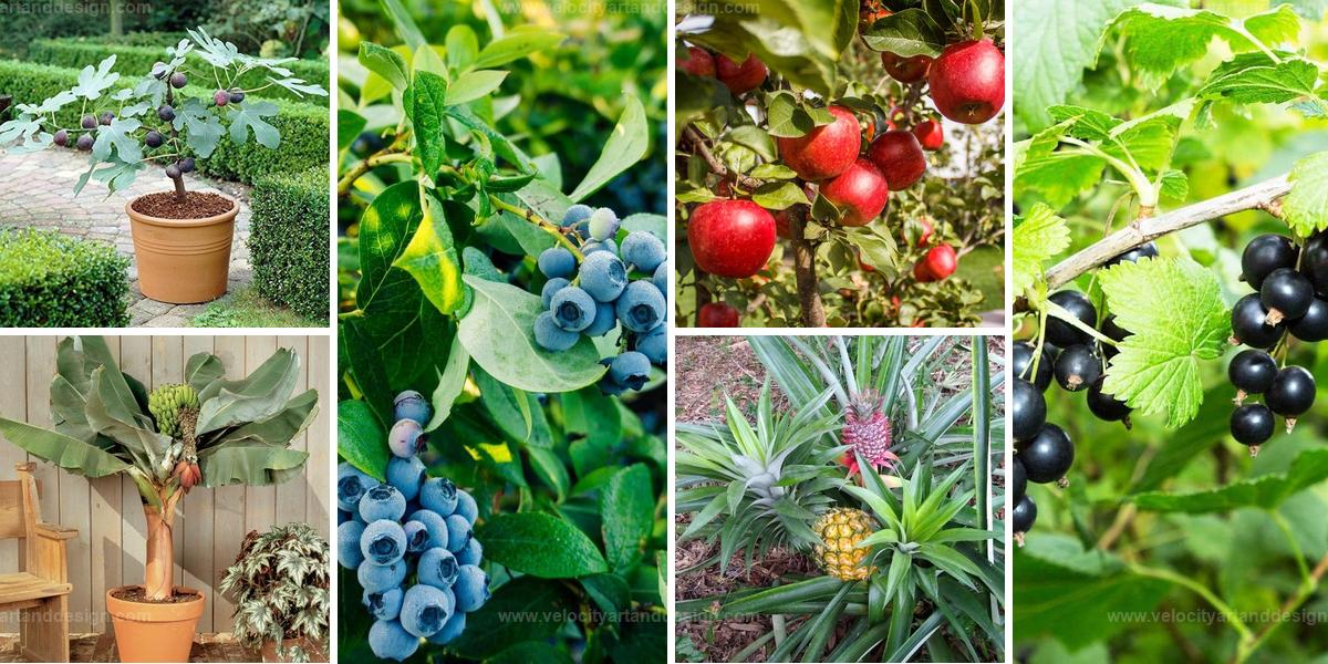 Best Fruits to Grow at Home