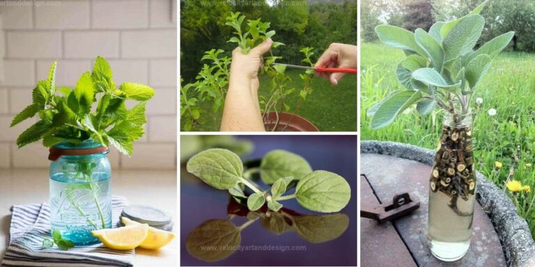 Top Herbs to Propagate Easily